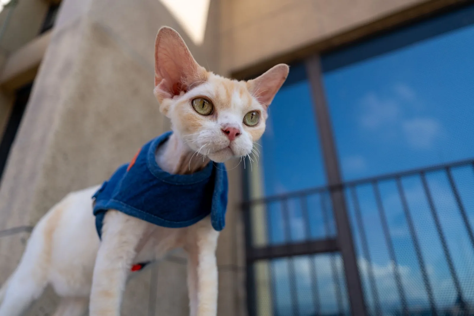 Devon Rex 3