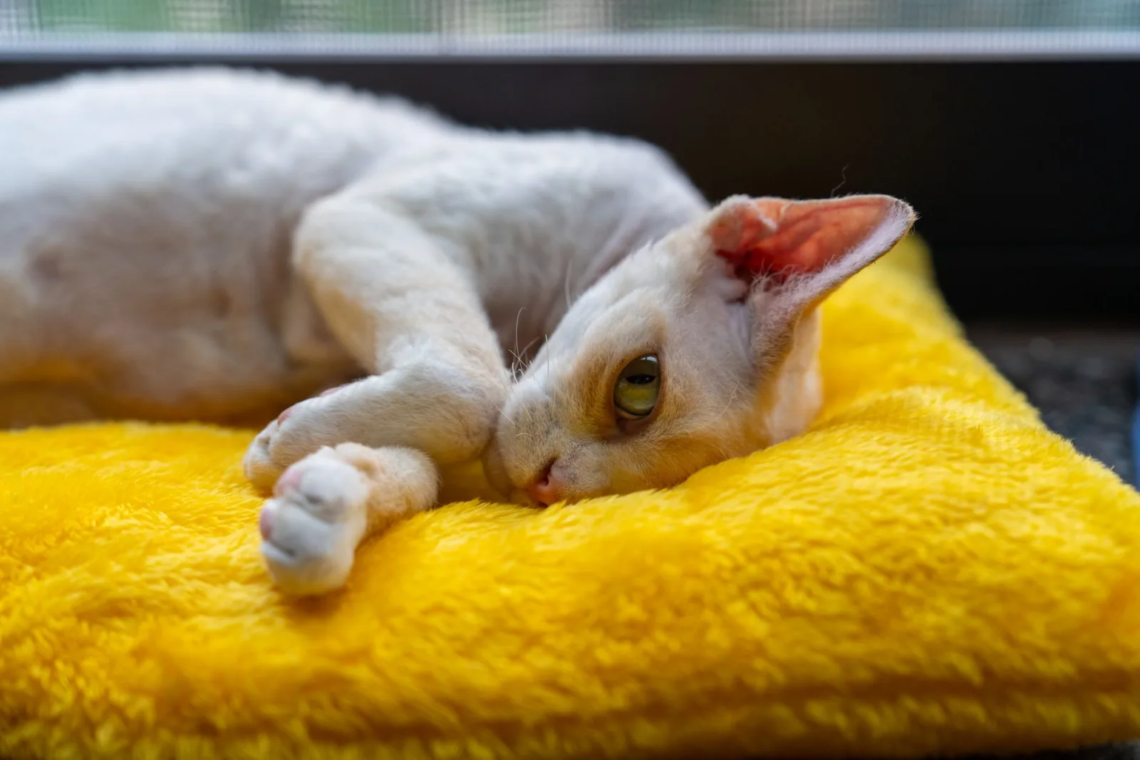 Devon Rex 4
