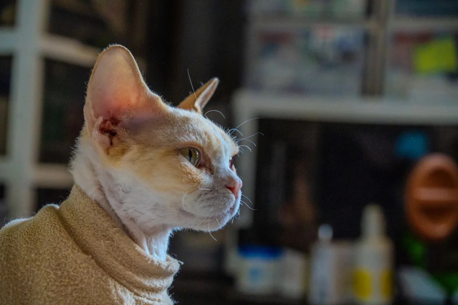 Devon Rex 5