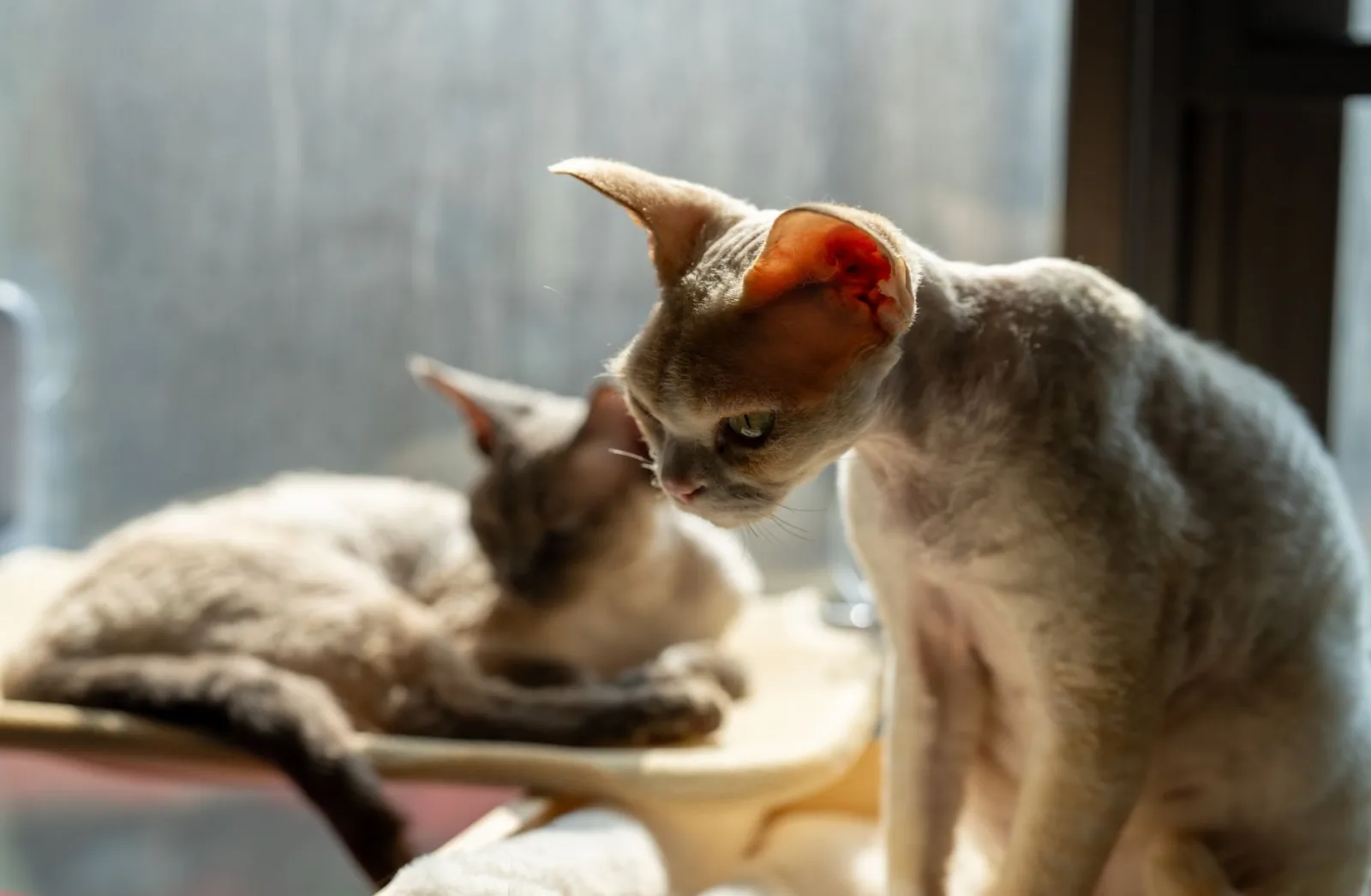 Devon Rex 7