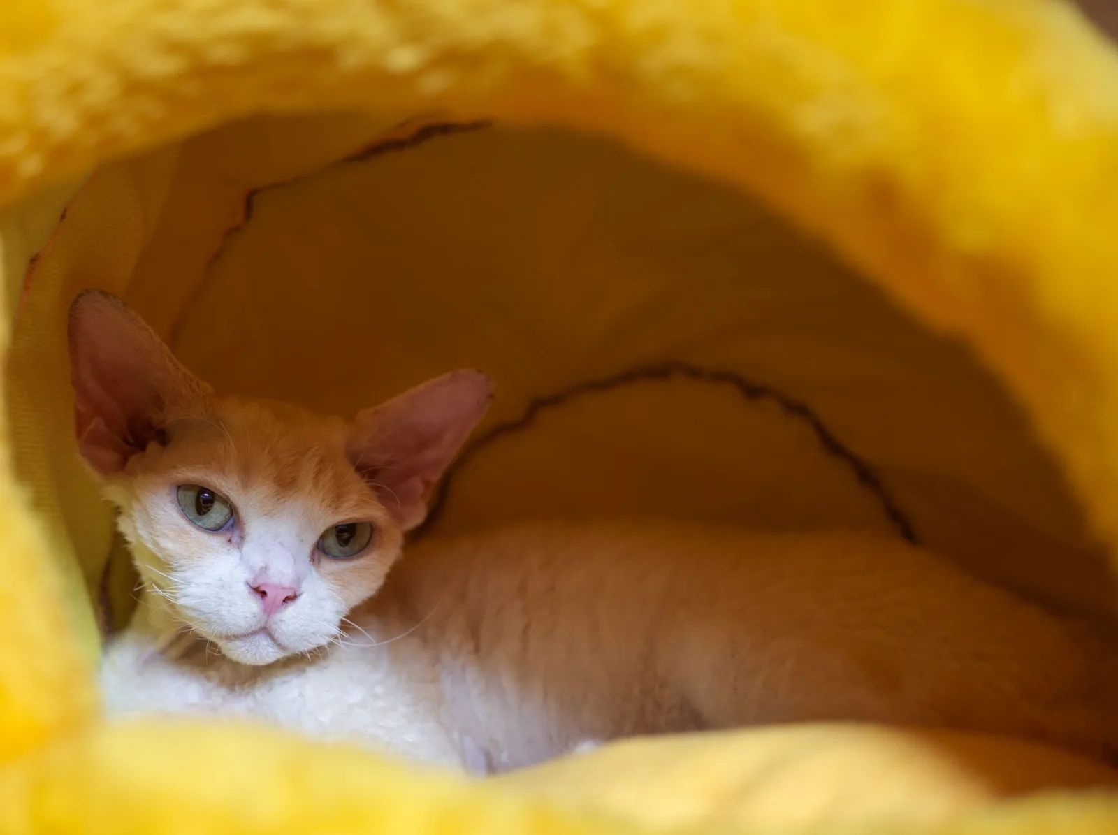Devon Rex 9