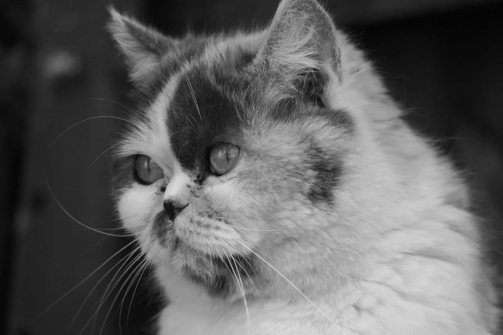 Exotic Shorthair 1