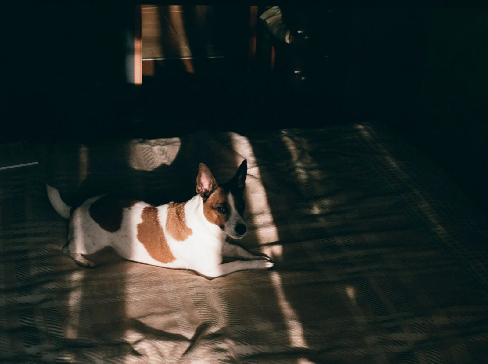 Basenji 1