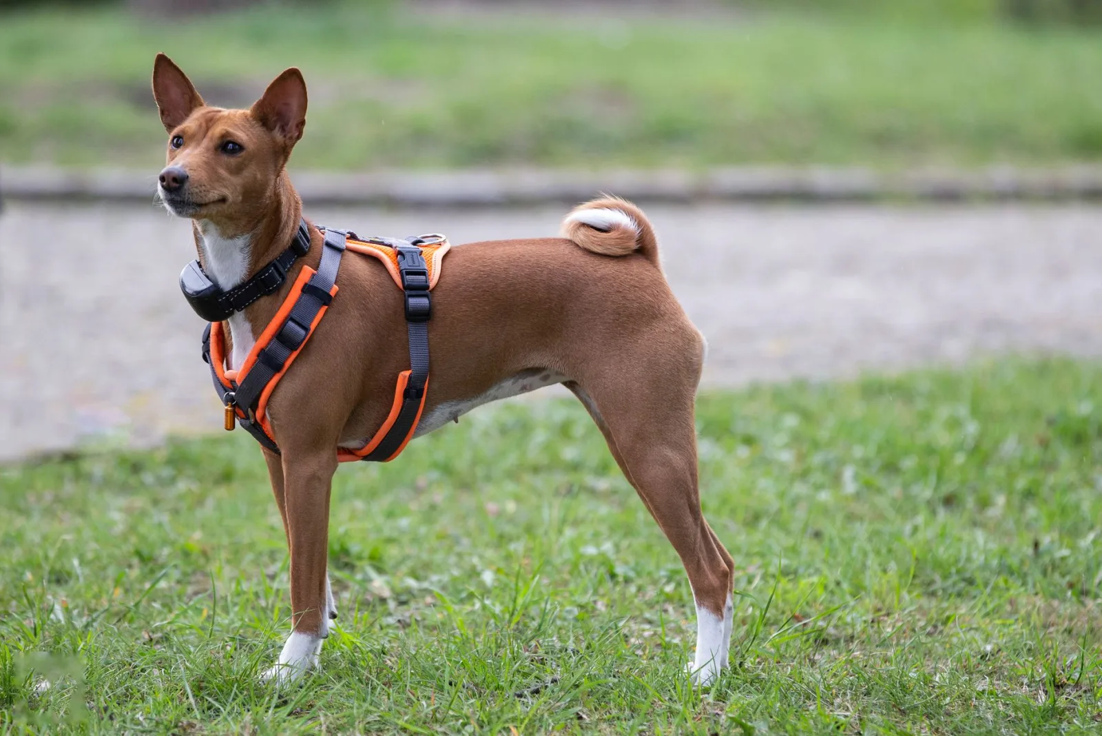 Basenji 3