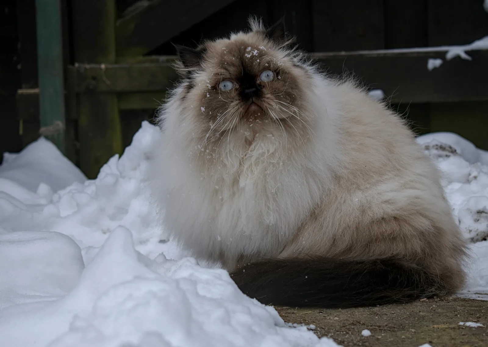 Himalayan 1