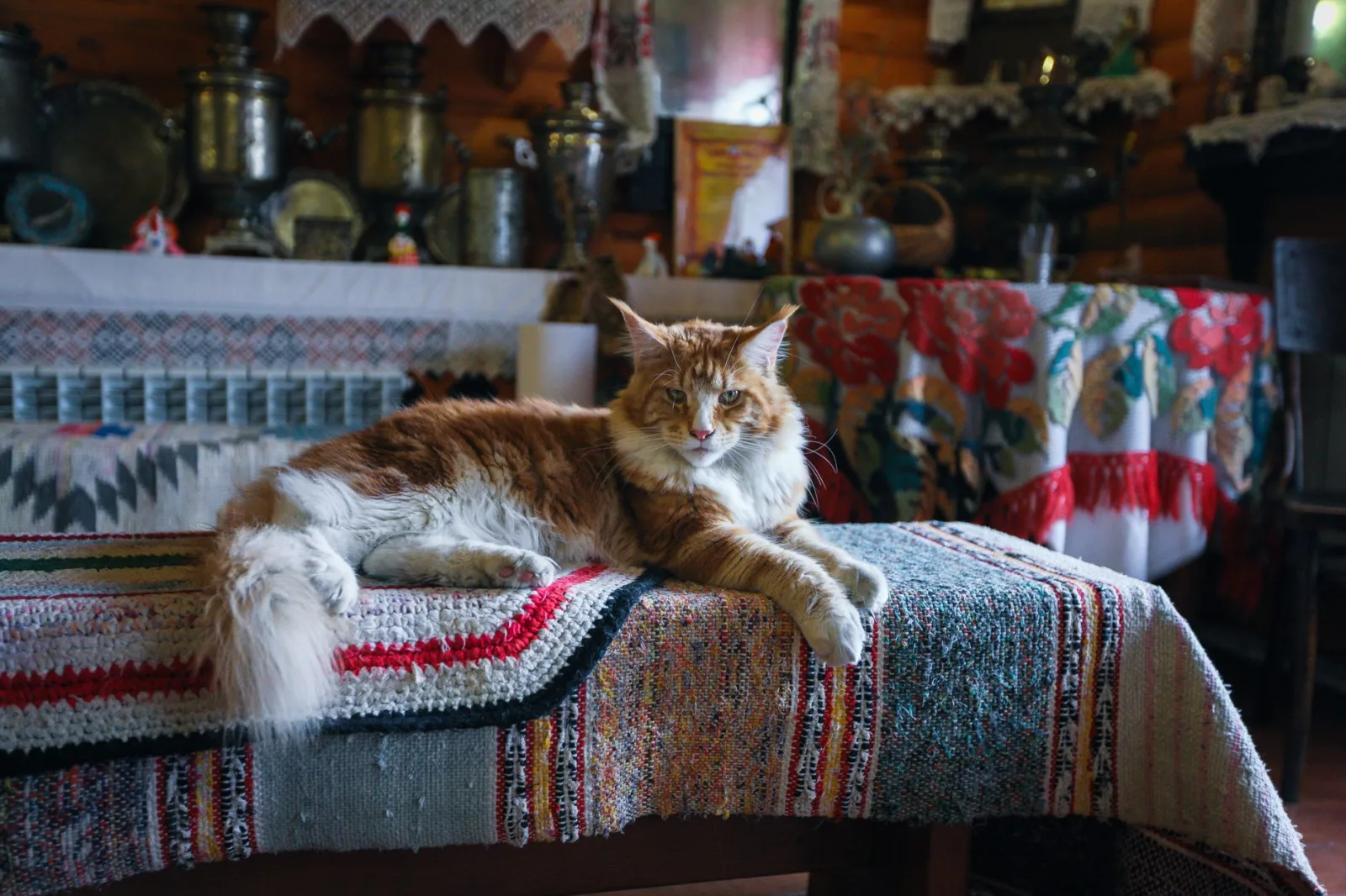 Maine Coon 10