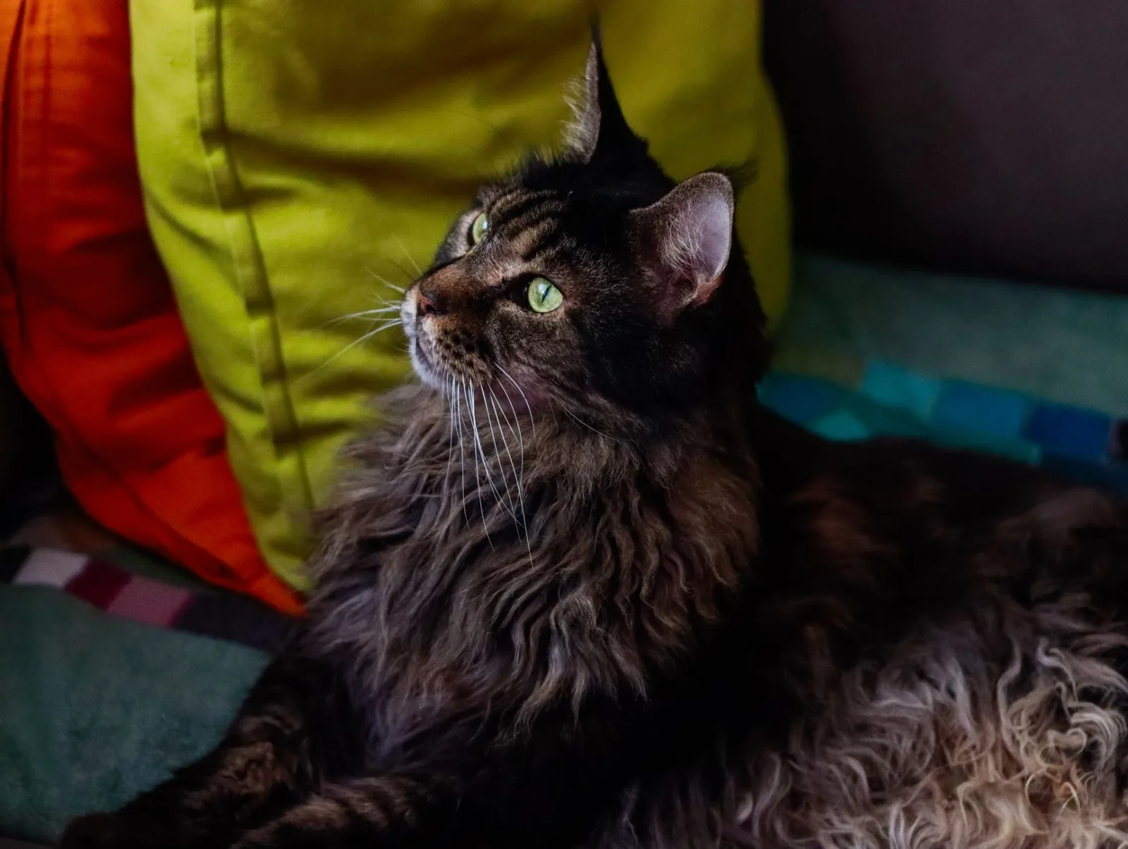 Maine Coon 2
