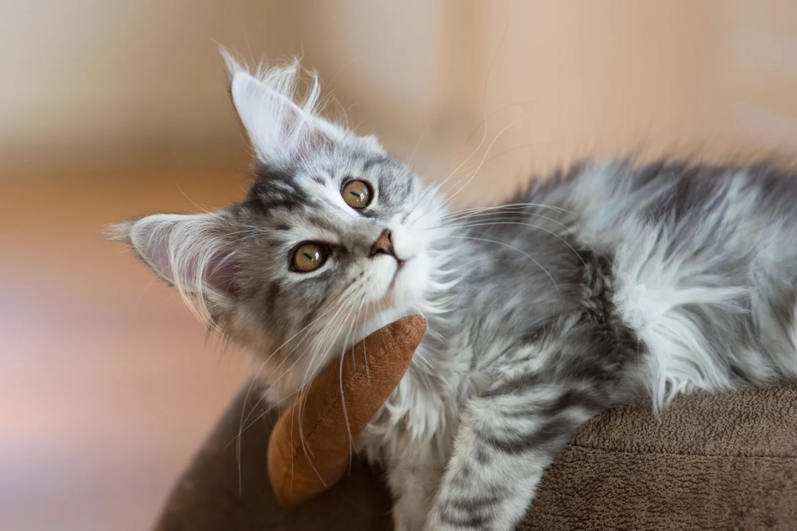 Maine Coon 4