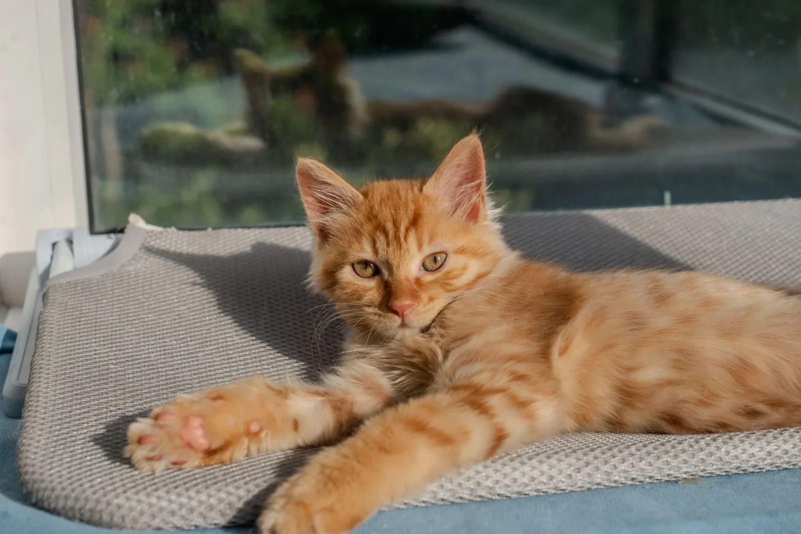 Maine Coon