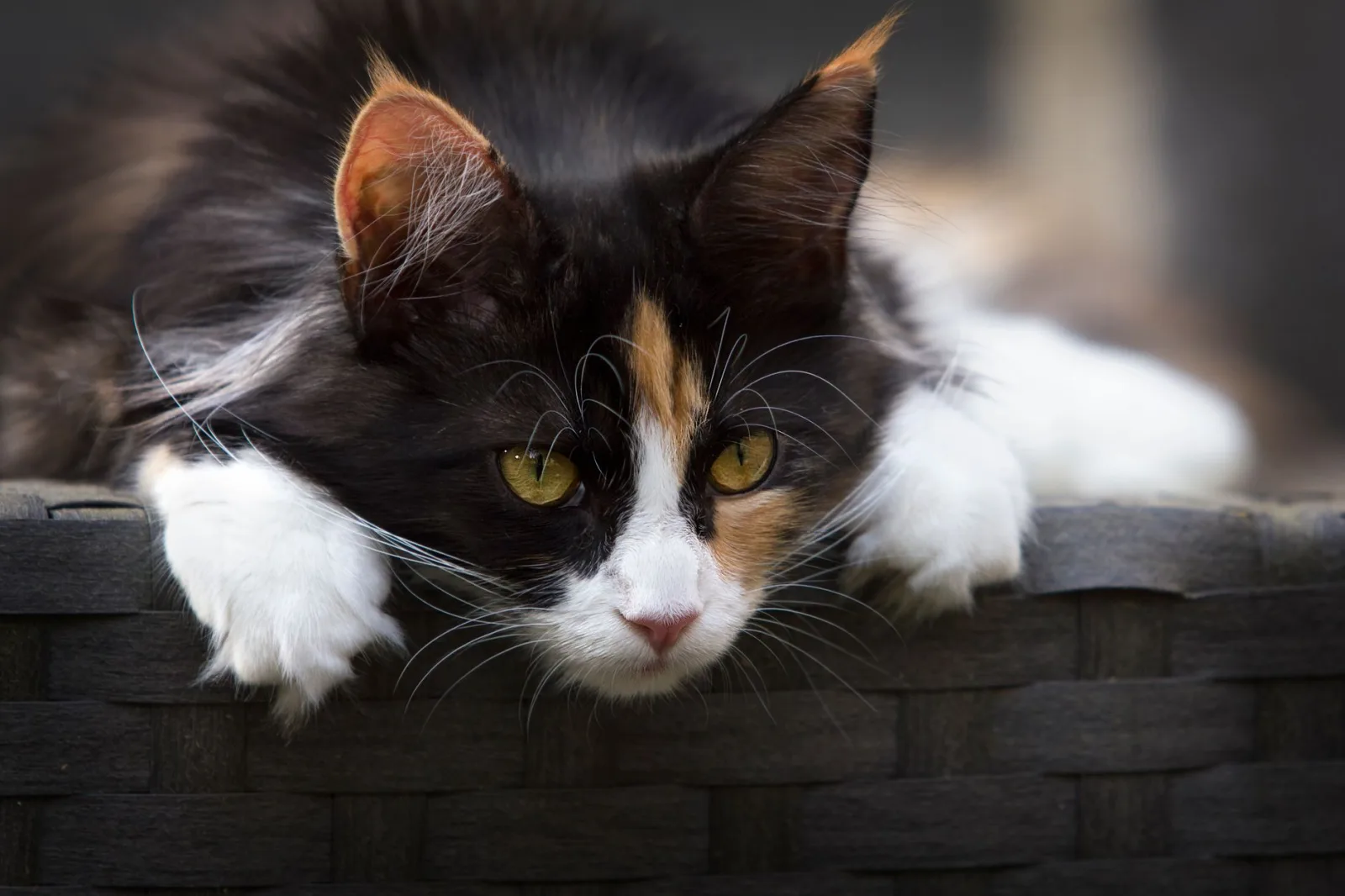 Norwegian Forest Cat 1