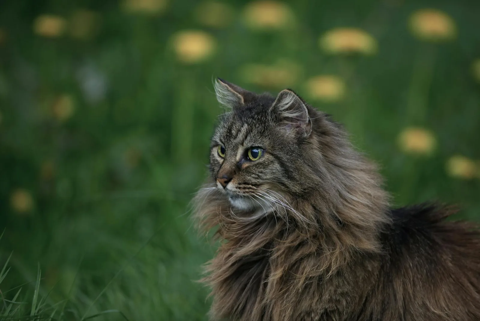 Norwegian Forest Cat 5