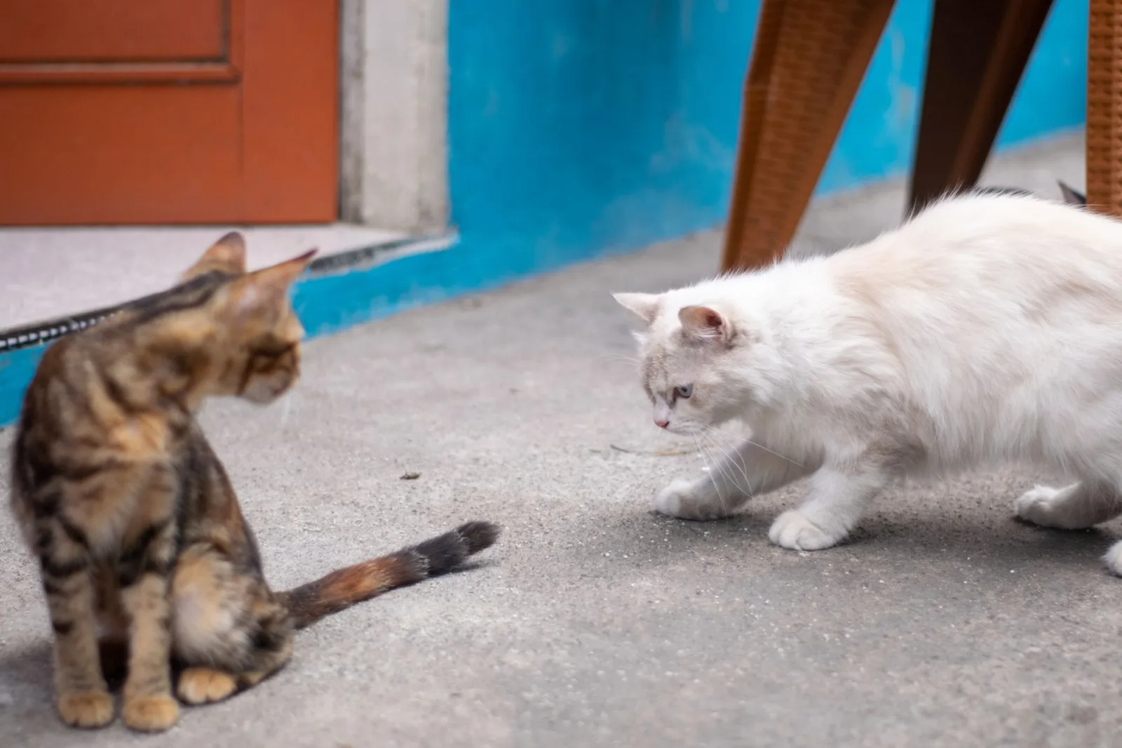 Oriental Shorthair 5