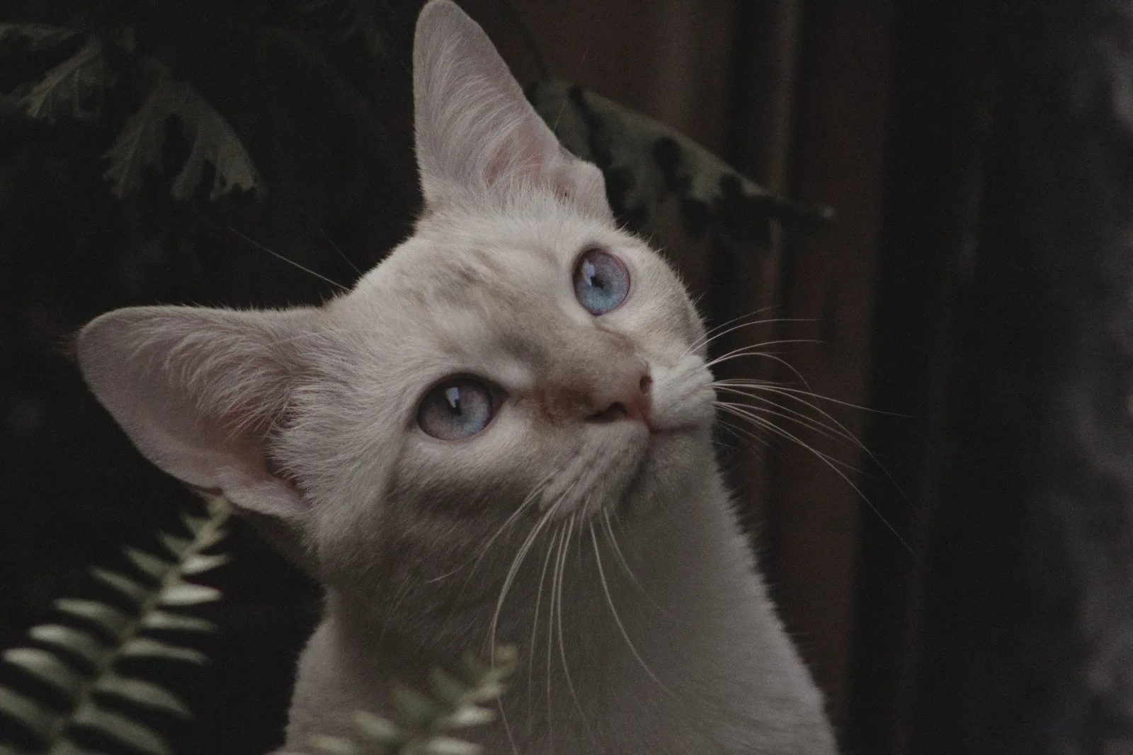 Oriental Shorthair 6