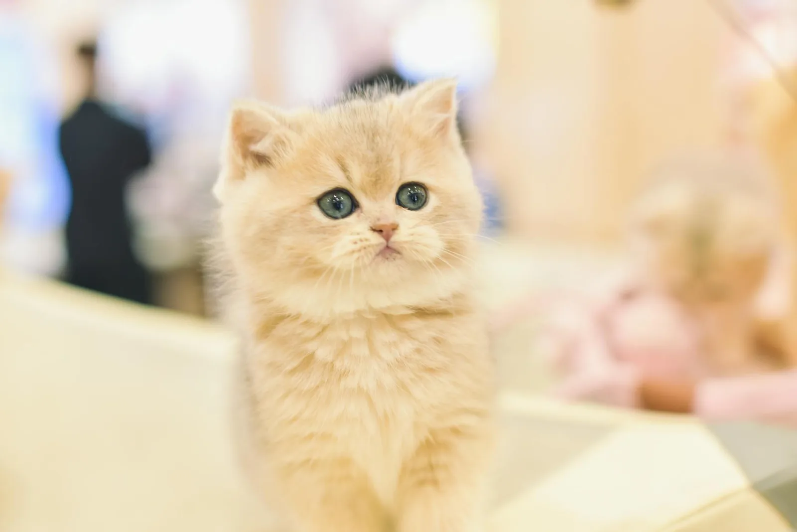 Persian