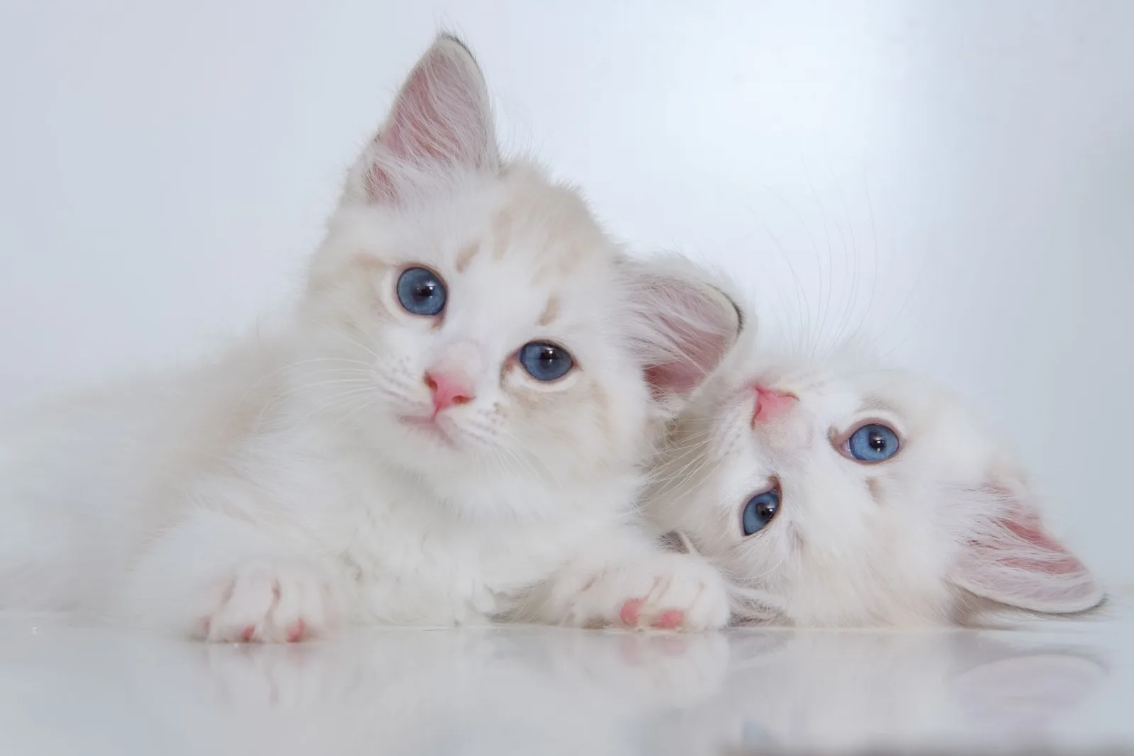 Ragdoll