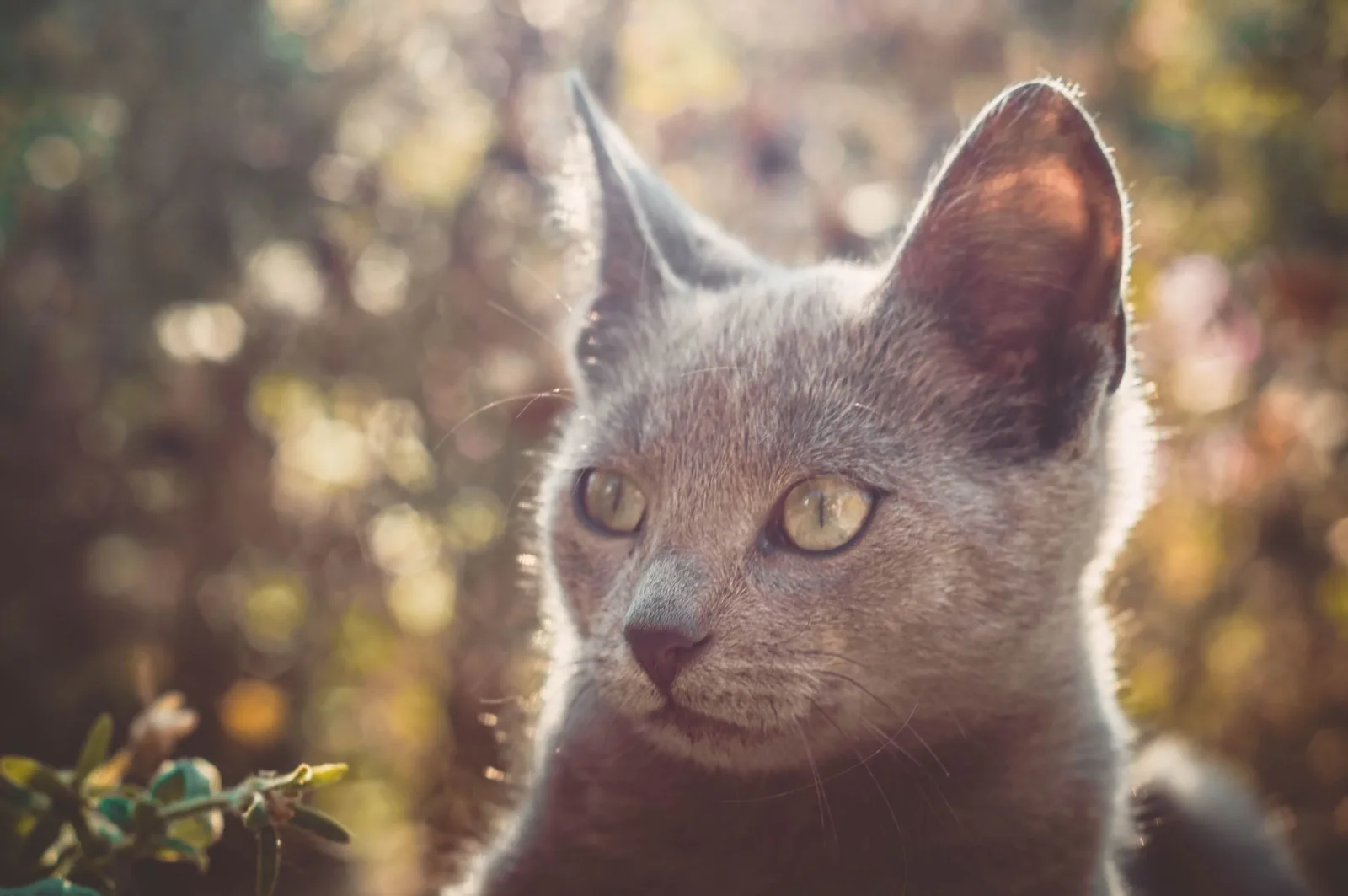 Russian Blue 1