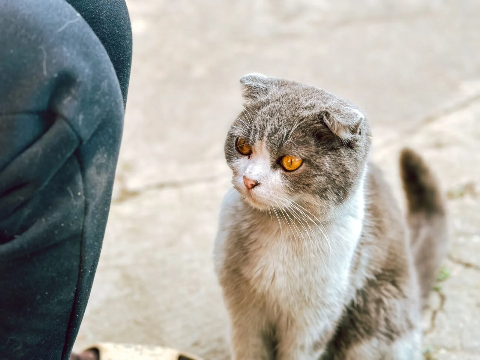 Scottish Fold 2