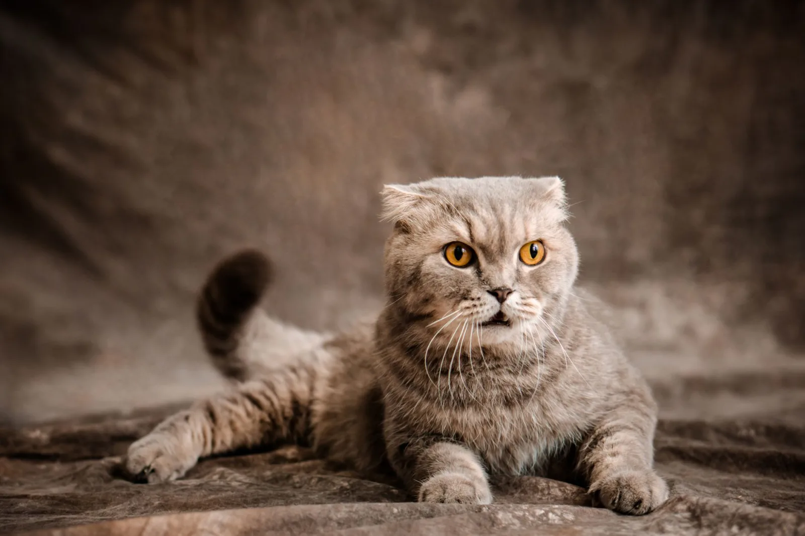 Scottish Fold 4