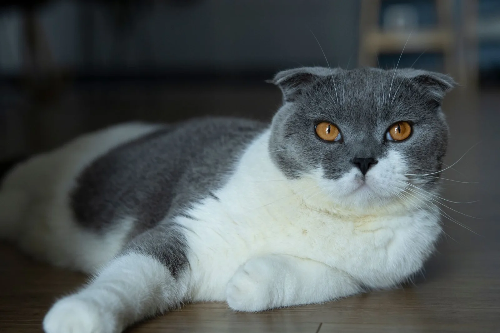 Scottish Fold 6