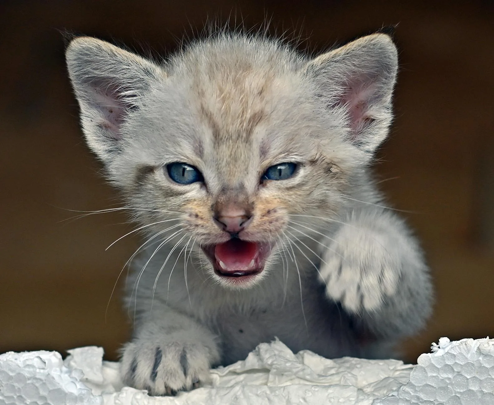Siamese 1