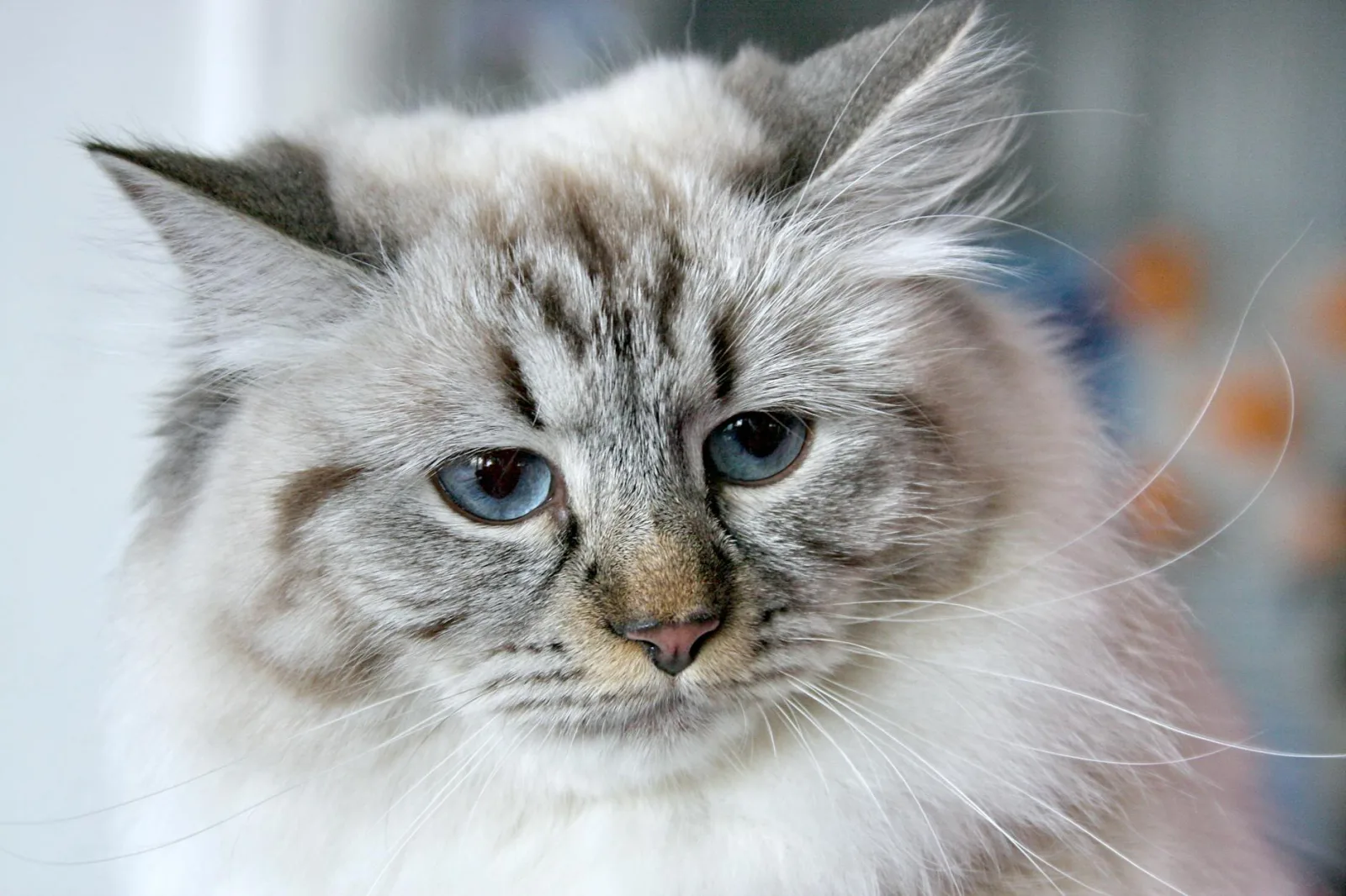 Siberian 1