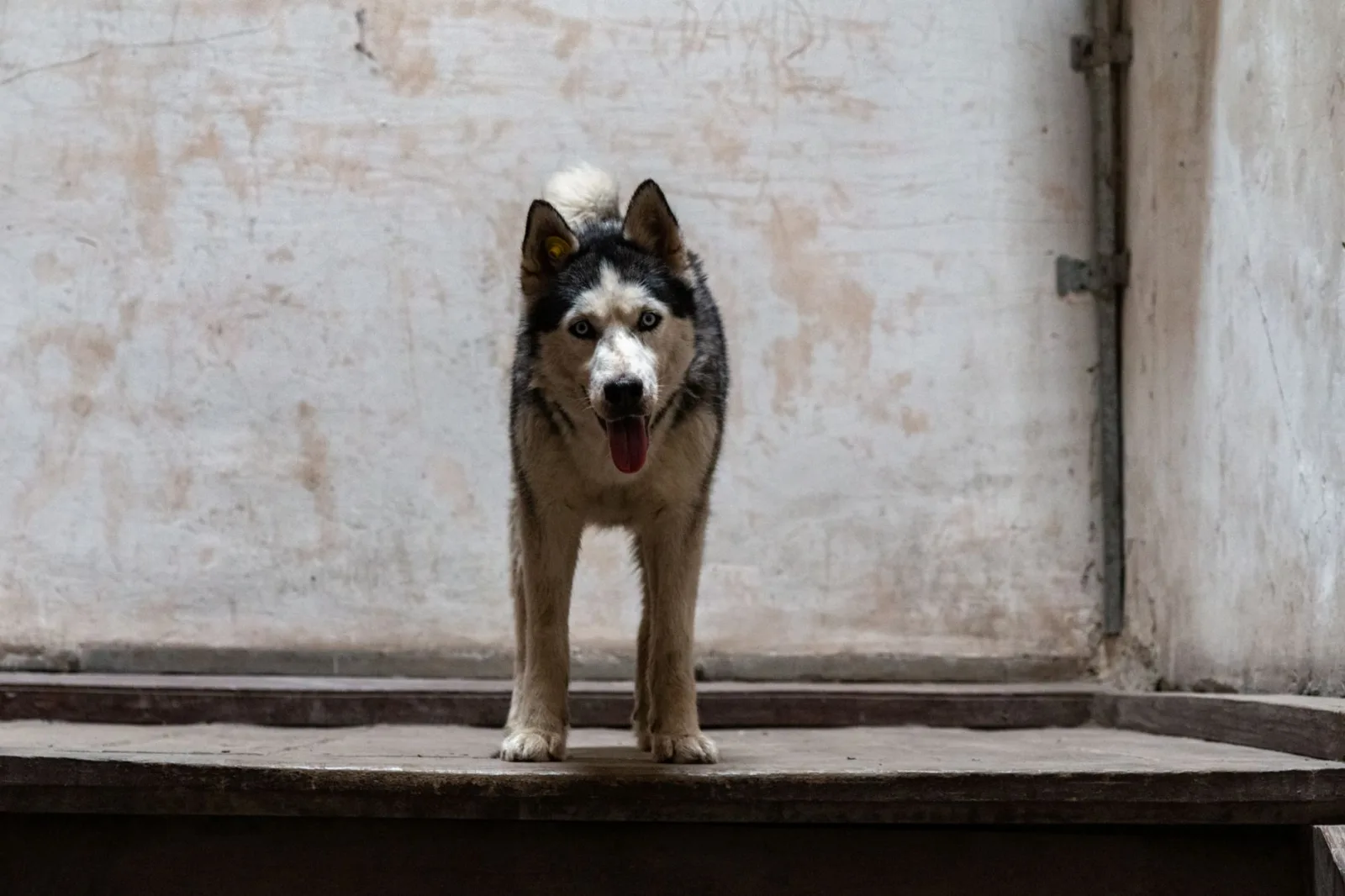 Siberian 4