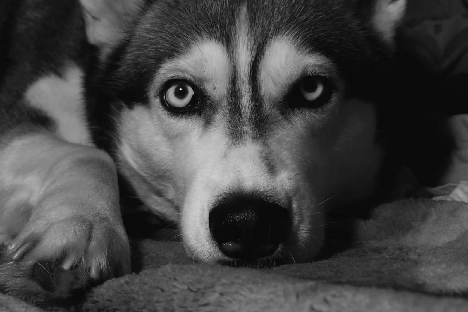 Siberian 9