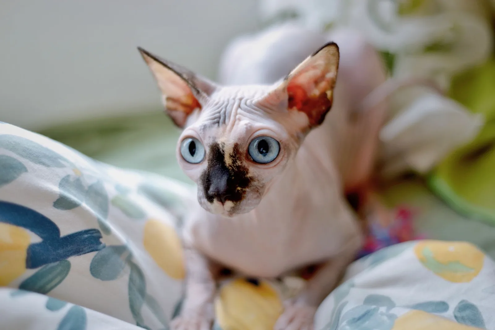 Sphynx 1