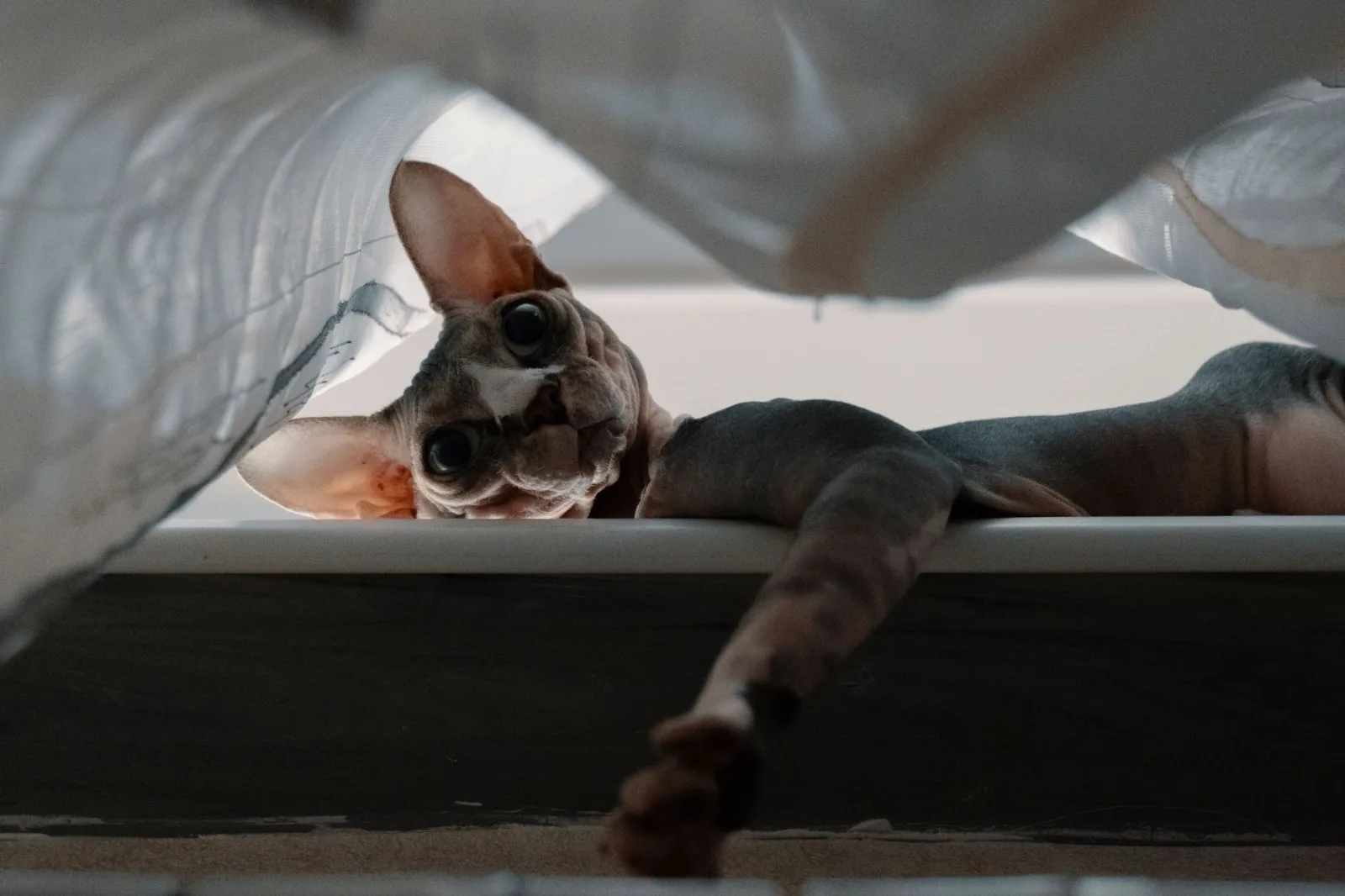 Sphynx 7