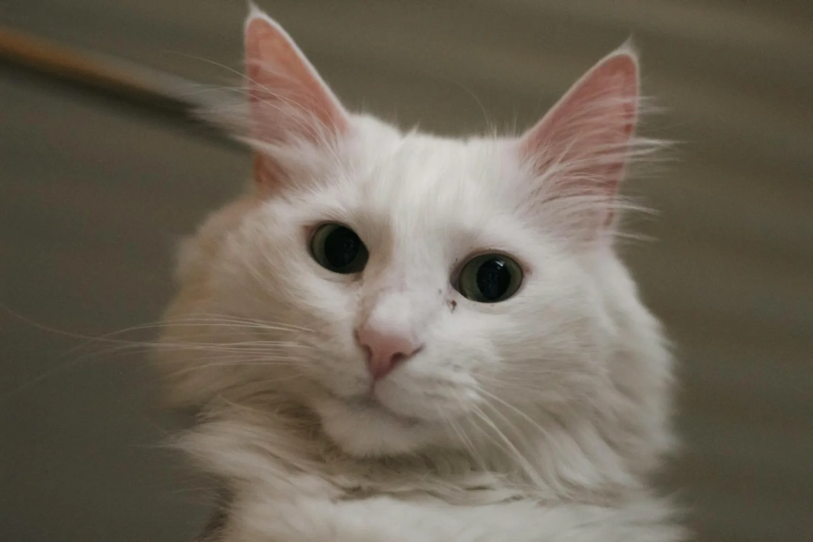 Turkish Angora 1