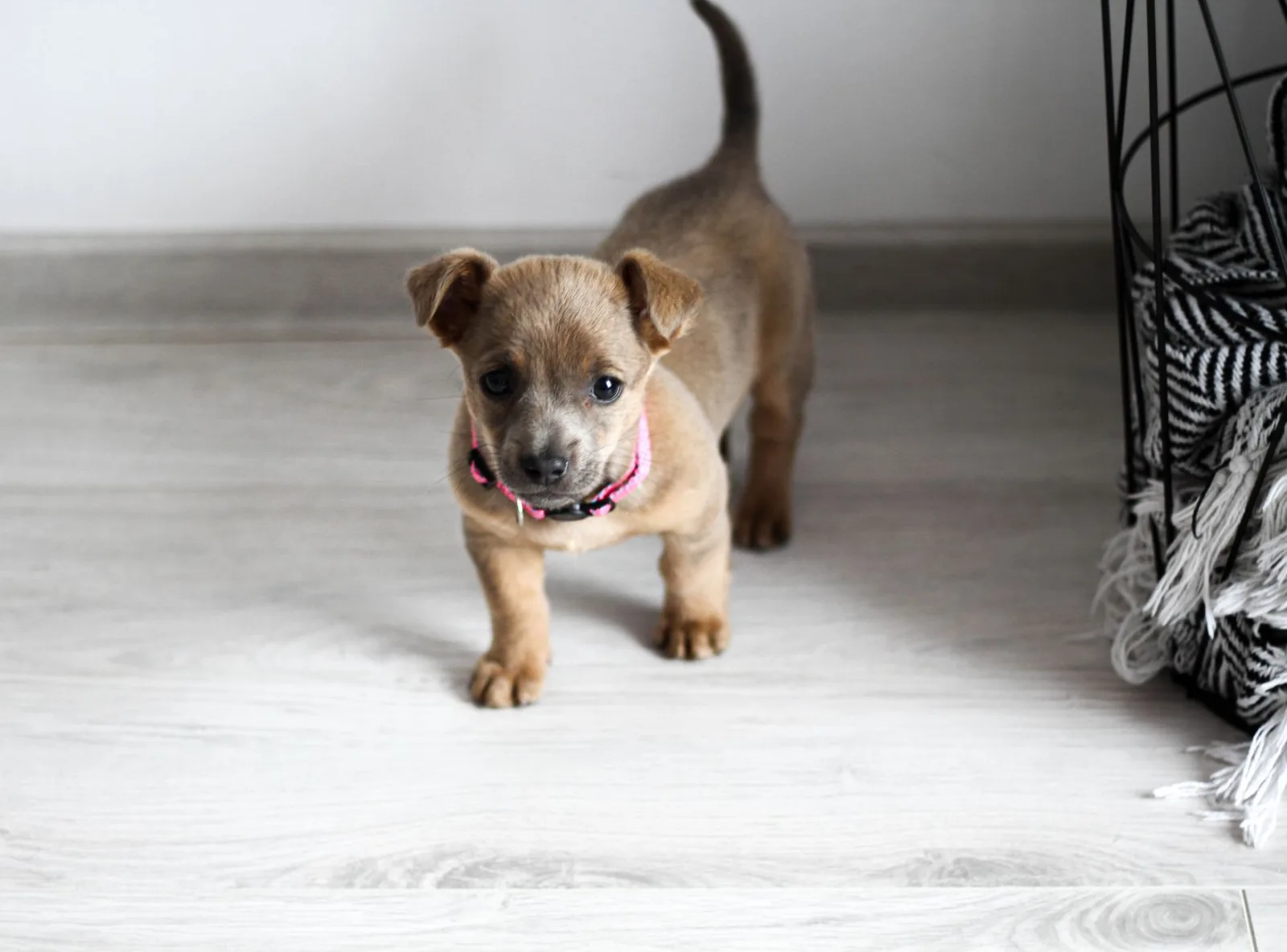 Welcome Home: The First 48 Hours With Your New Pet