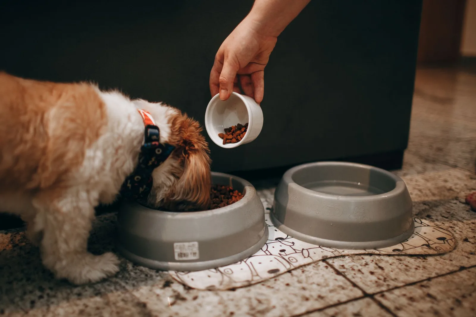 How Much Should You Feed an Adult Dog?