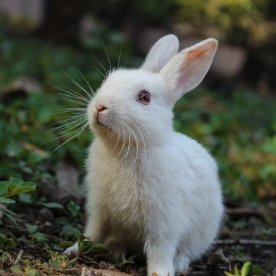 Small Pet