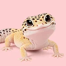 Reptile