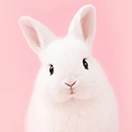 Small Pet