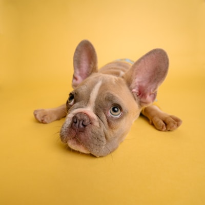 French Bulldog