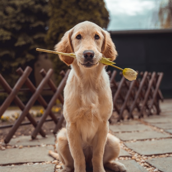 Golden Retriever