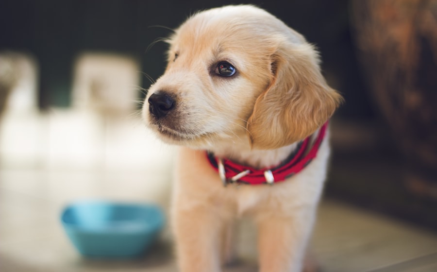 Puppy
